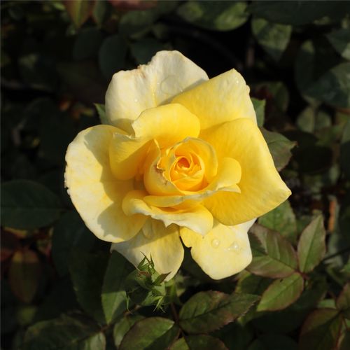 Shop - Rosa Frau E. Weigand - gelb - teehybriden-edelrosen - stark duftend - Ludwig Weigand - Viele grellgelbe, dekorative Blüten, die ihre Farbe halten.